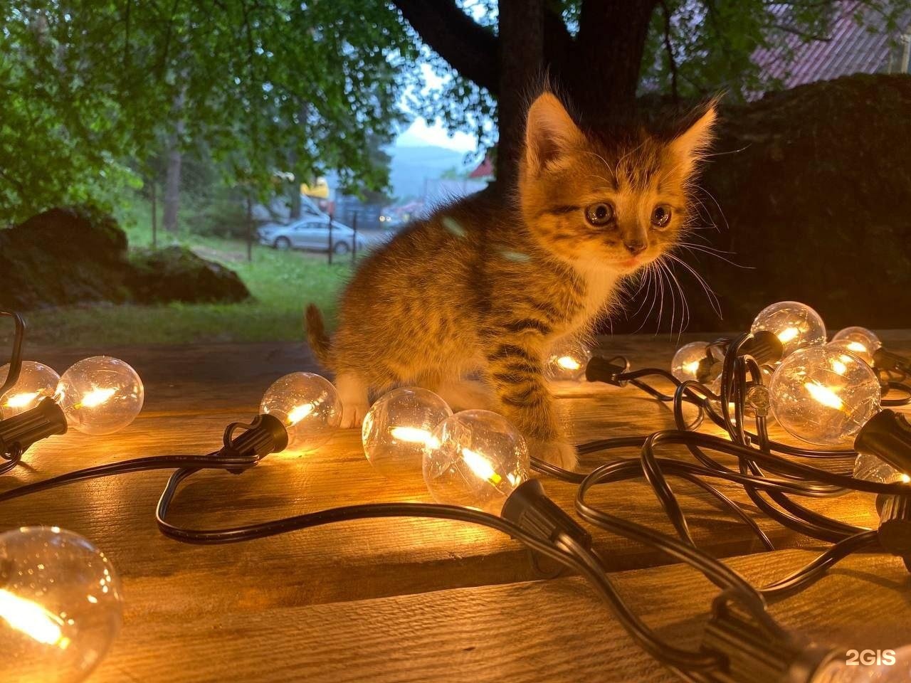 Иванова дача - фото 20