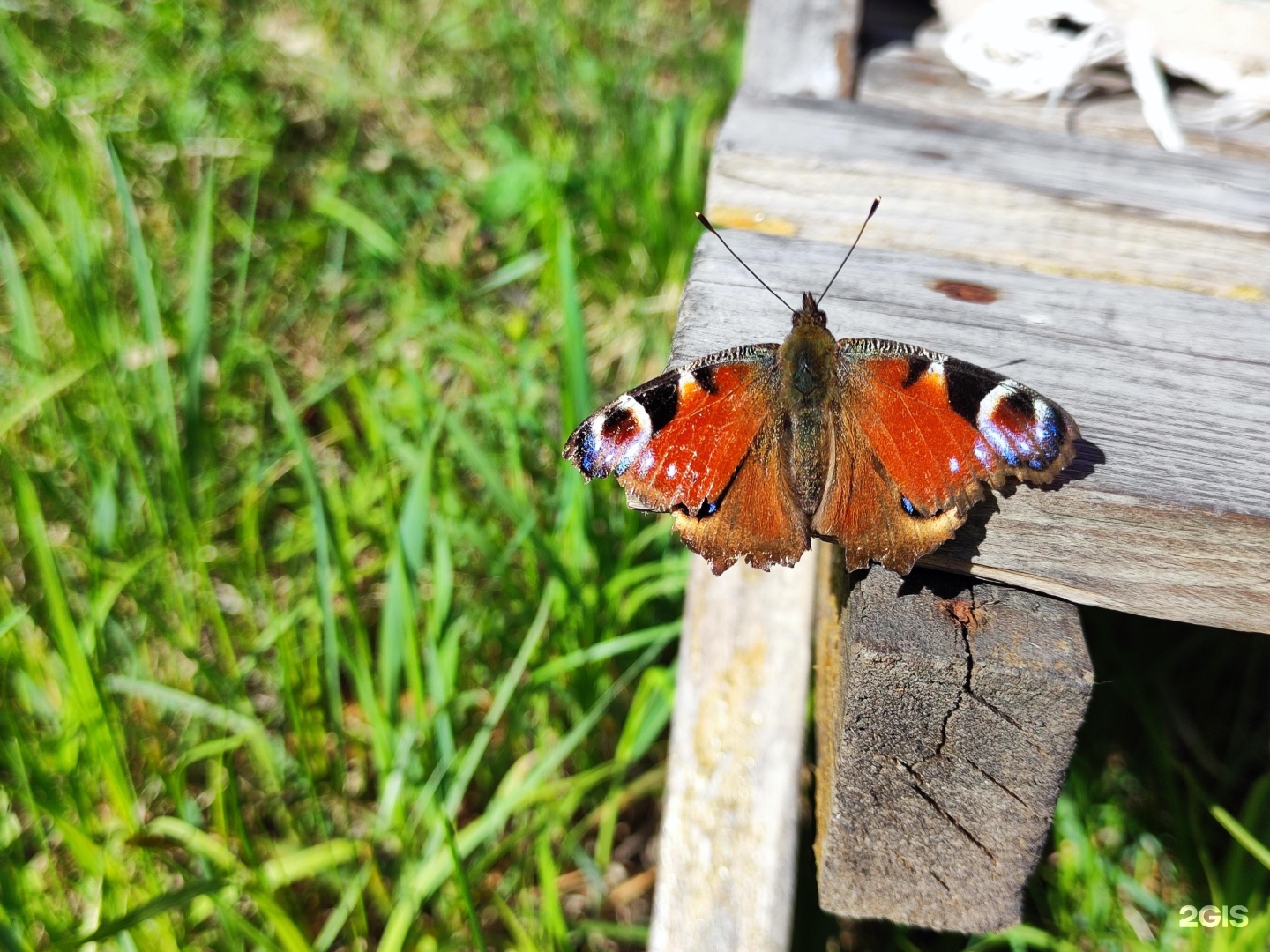 Иванова дача - фото 22