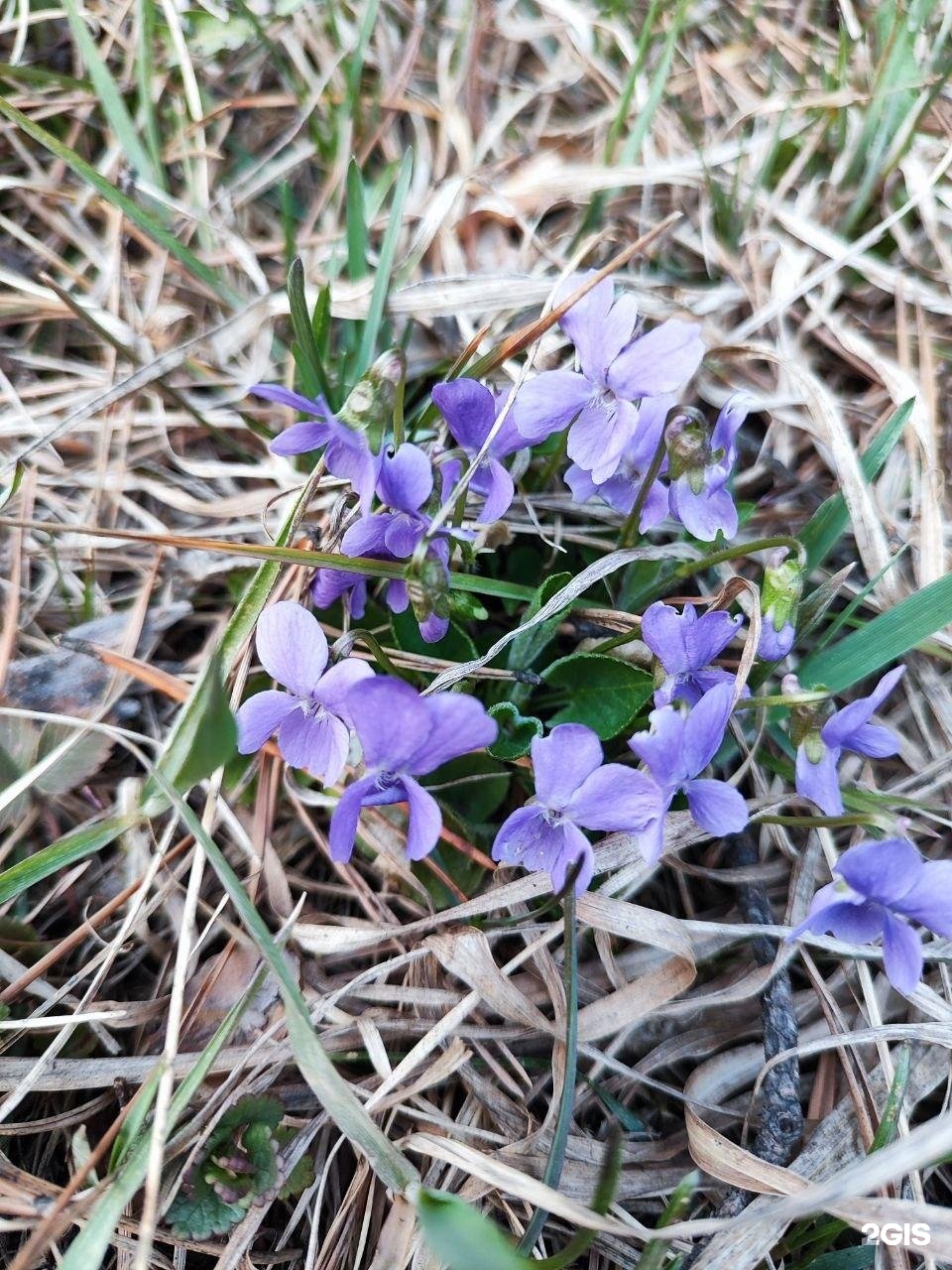 Иванова дача - фото 25