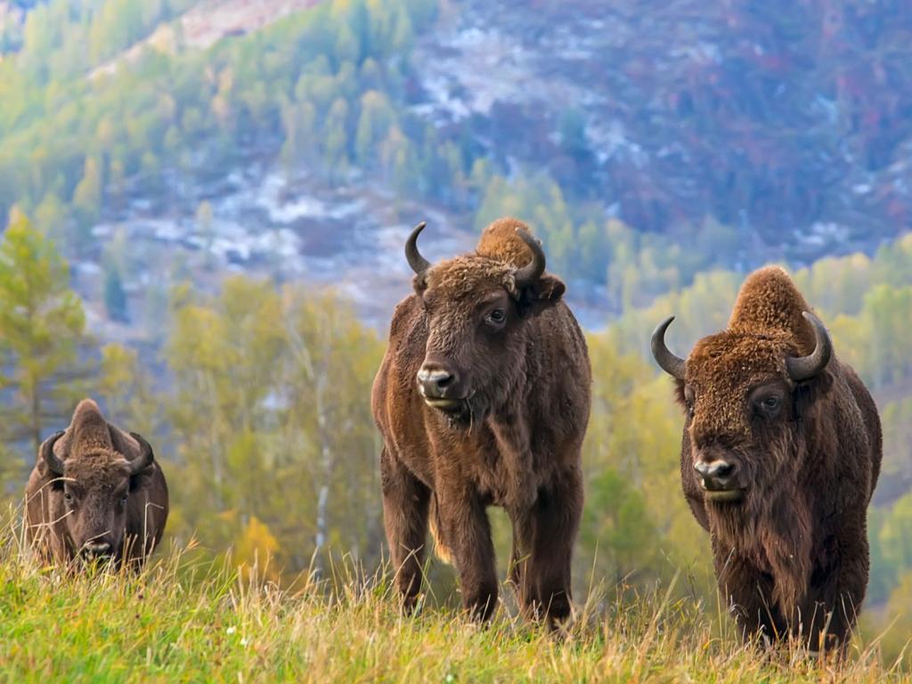 Чергинский зубрятник - фото 1