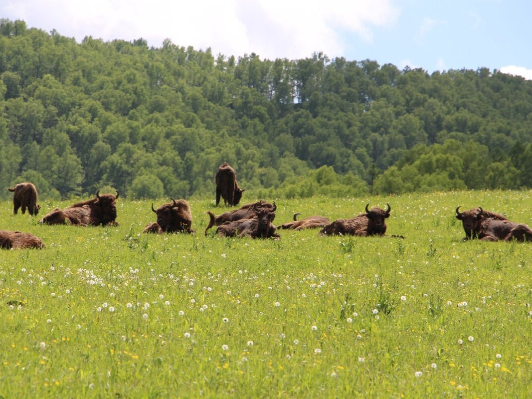 Чергинский зубрятник - фото 2
