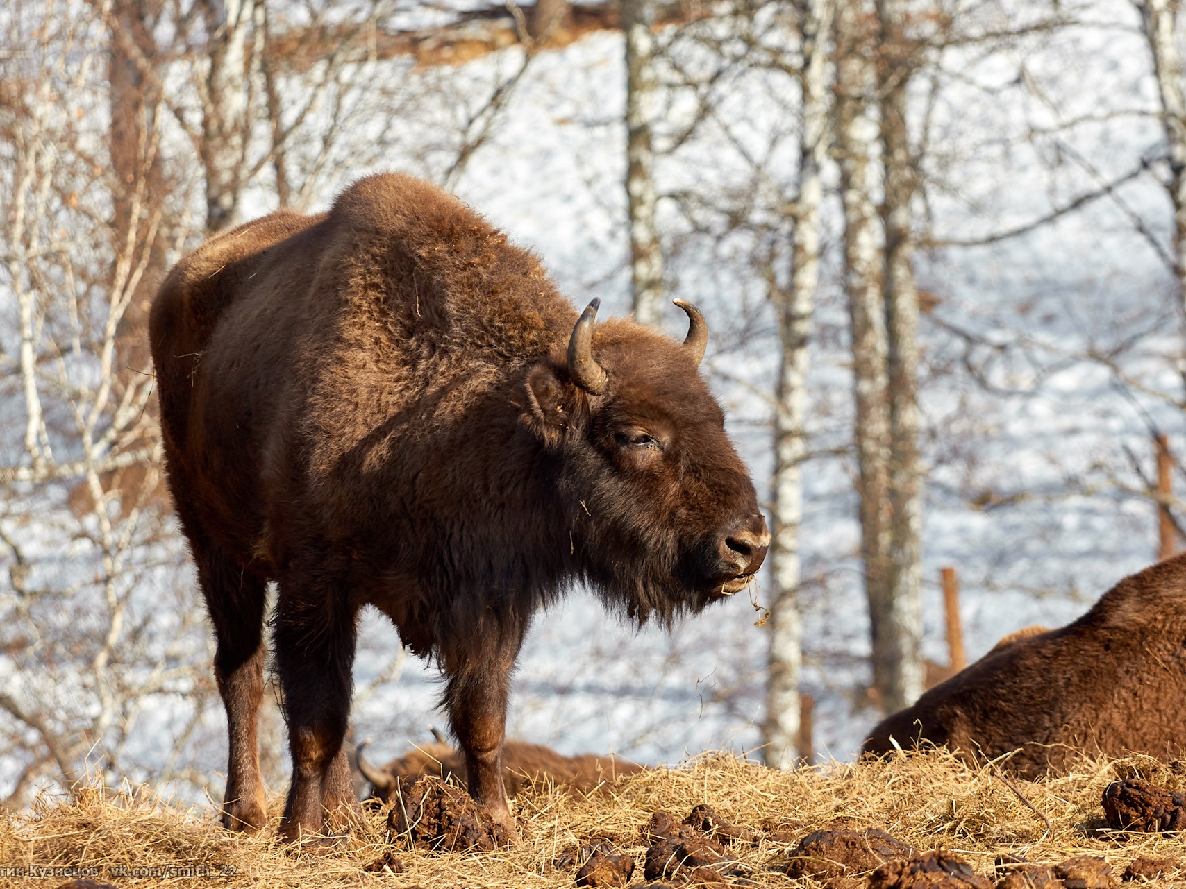 Чергинский зубрятник - фото 3