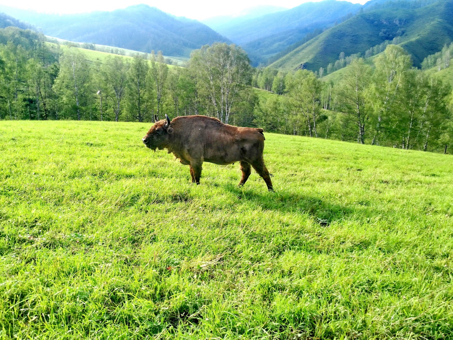 Чергинский зубрятник - фото 4