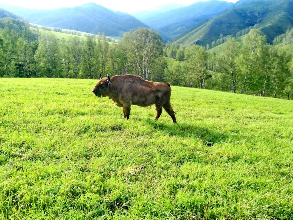 Чергинский зубрятник - фото 4