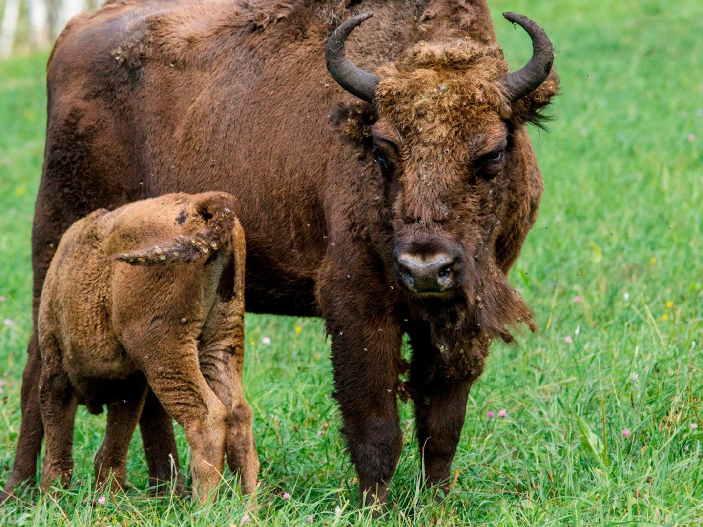 Чергинский зубрятник - фото 5