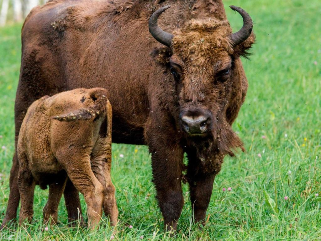 Чергинский зубрятник - фото 5