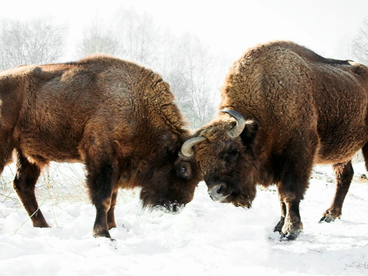 Чергинский зубрятник - фото 6
