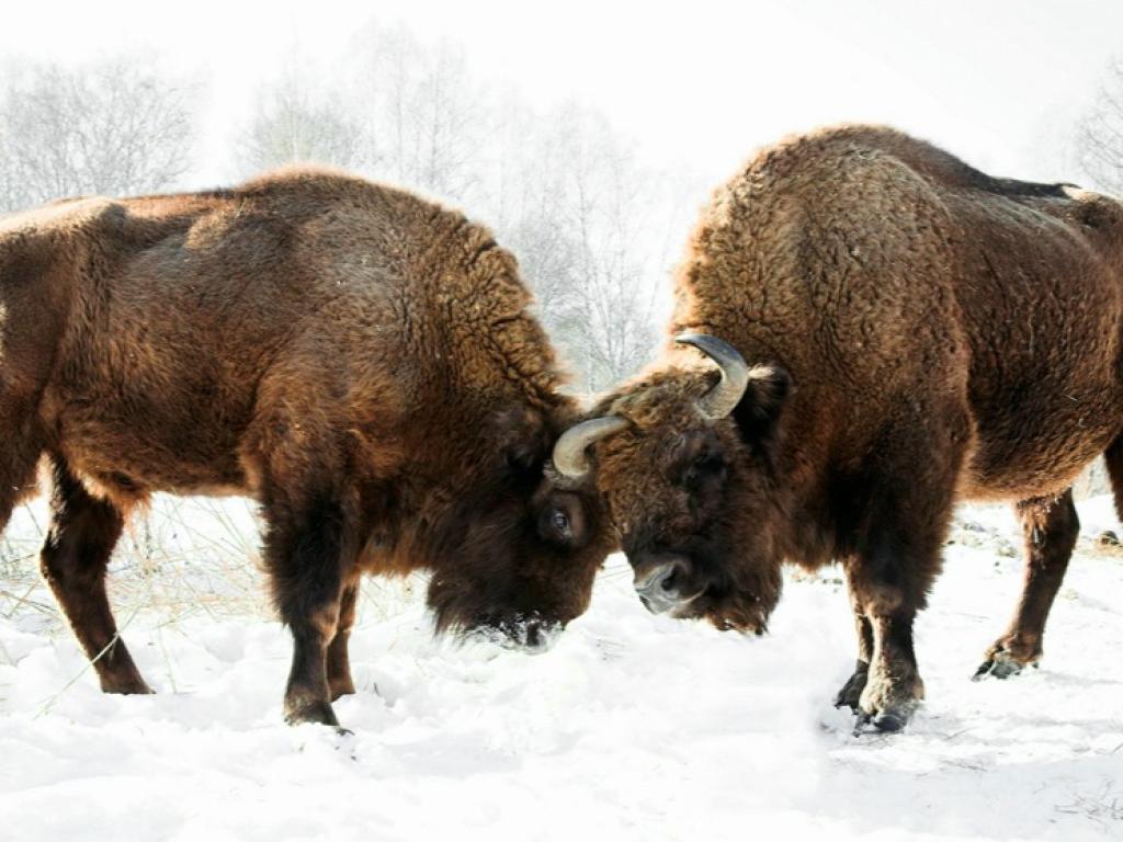 Чергинский зубрятник - фото 6