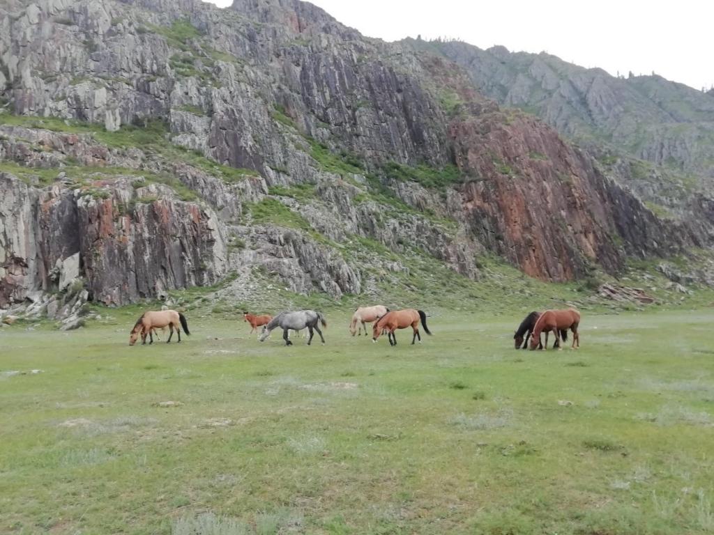 Чуйский оленный камень - фото 5