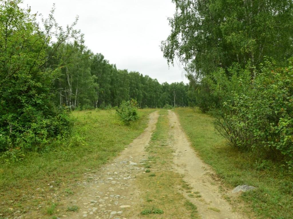 Коксинская роща - фото 3