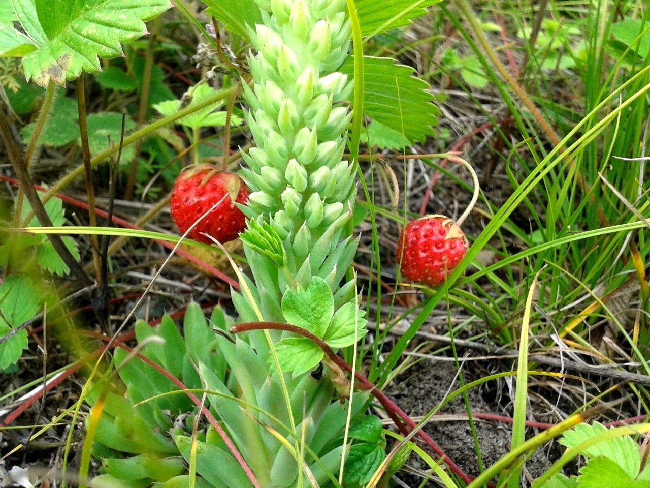 Коксинская роща - фото 5