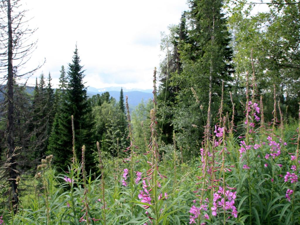 Коксинская роща - фото 6