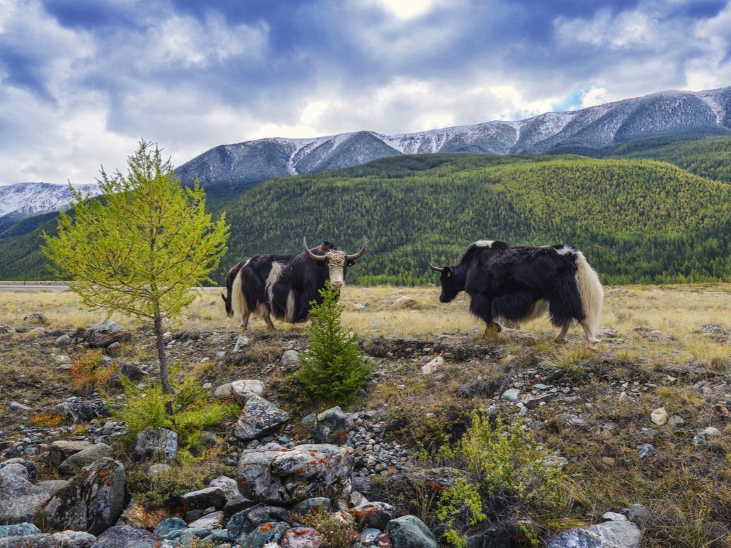 Гора Сарлык - фото 1