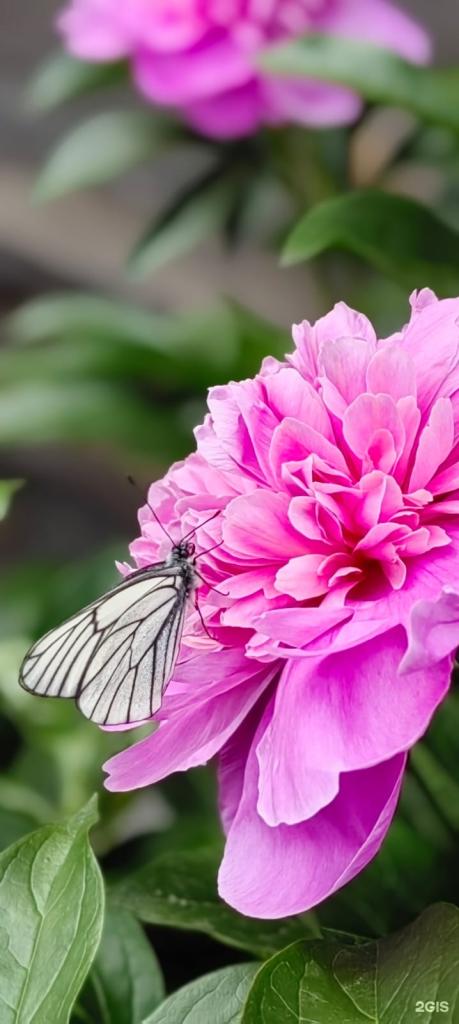 Цветы Алтая - фото 1