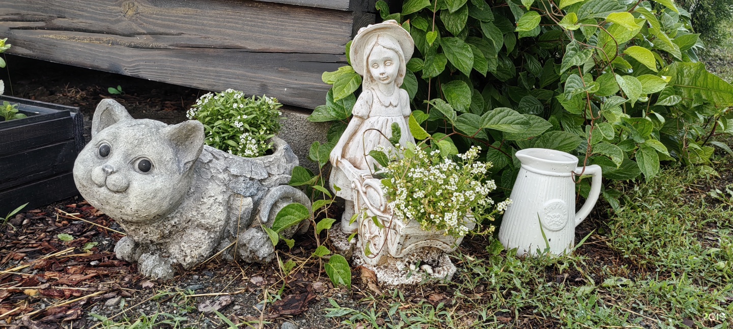 Цветы Алтая - фото 12