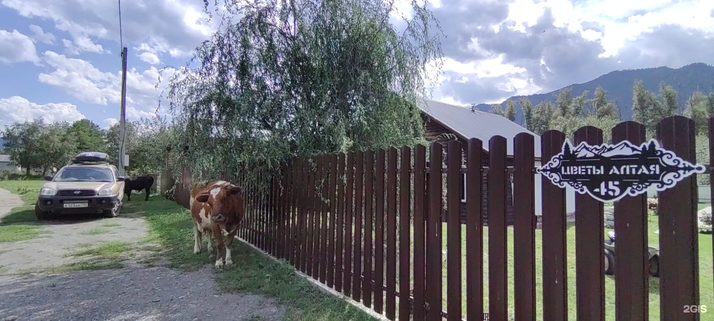 Цветы Алтая - фото 28