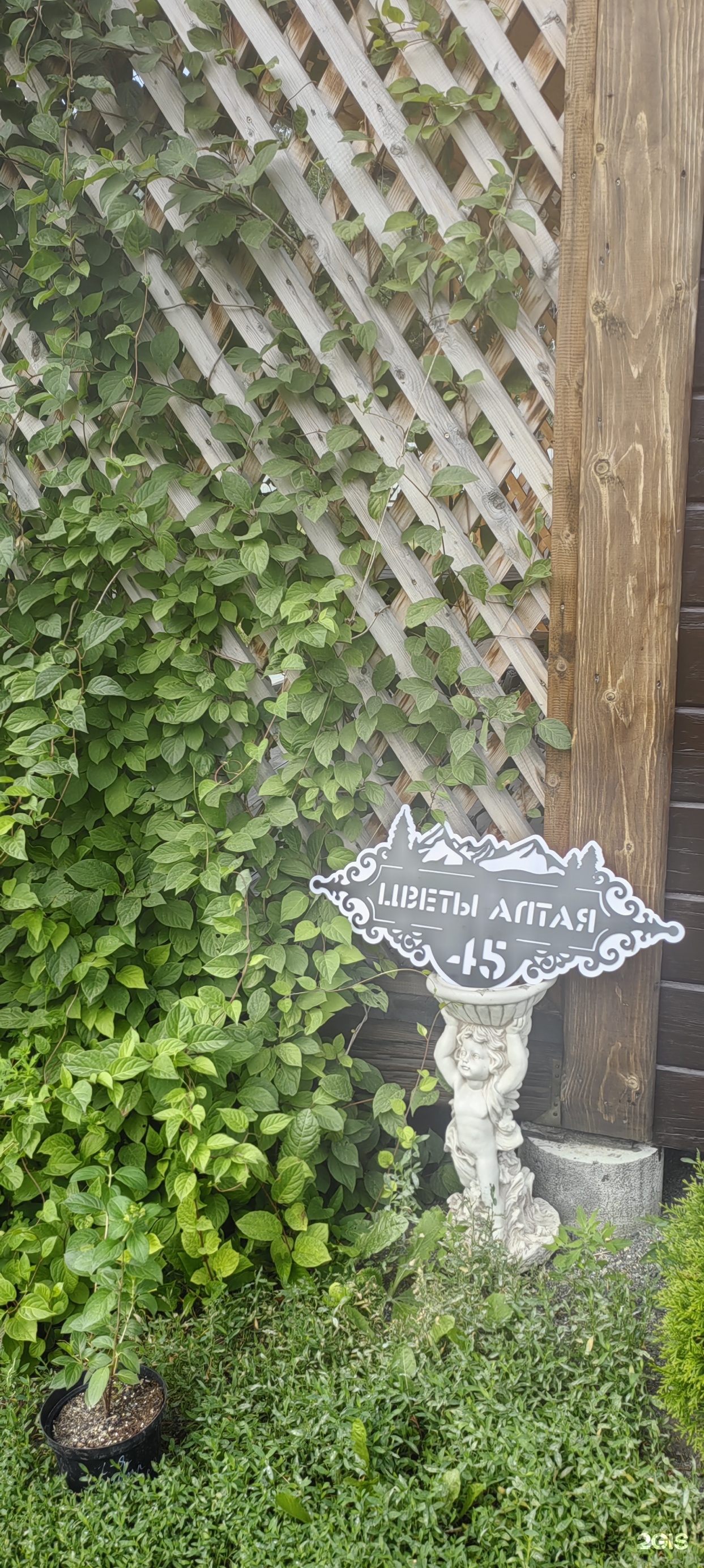 Цветы Алтая - фото 29