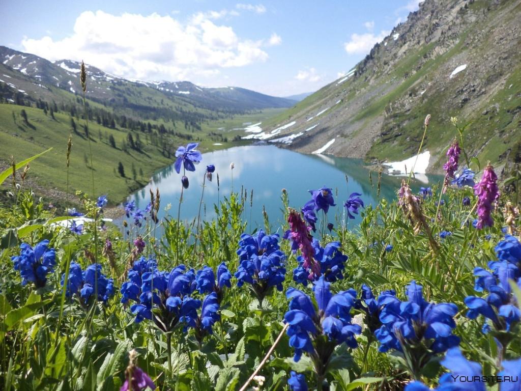 Алтайский биосферный заповедник - фото 5