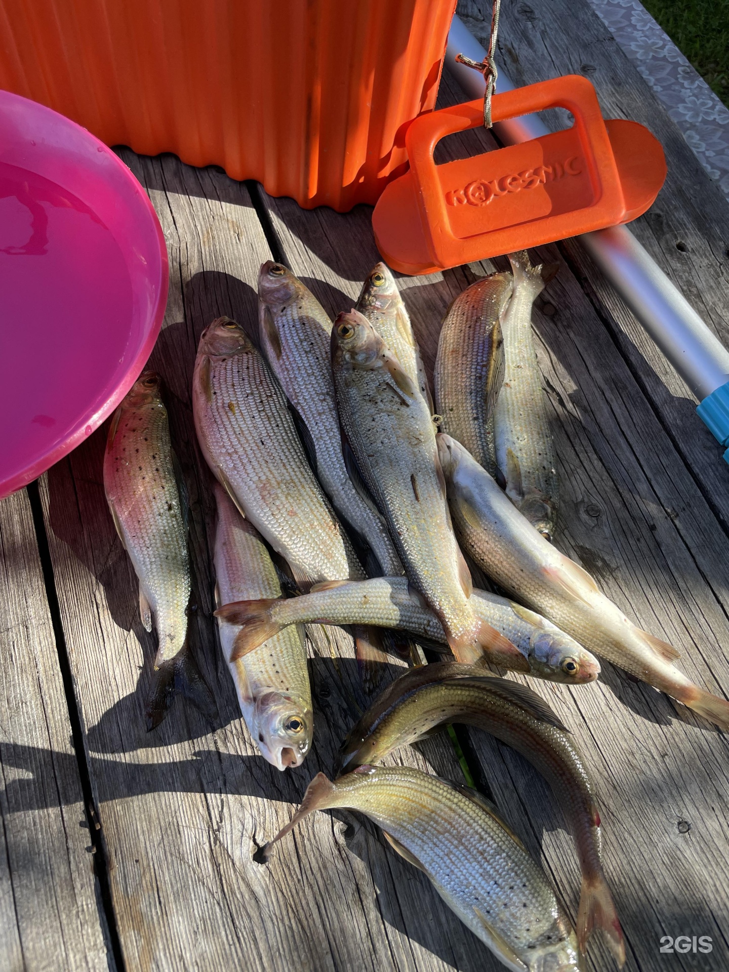 Кедровая роща - фото 20