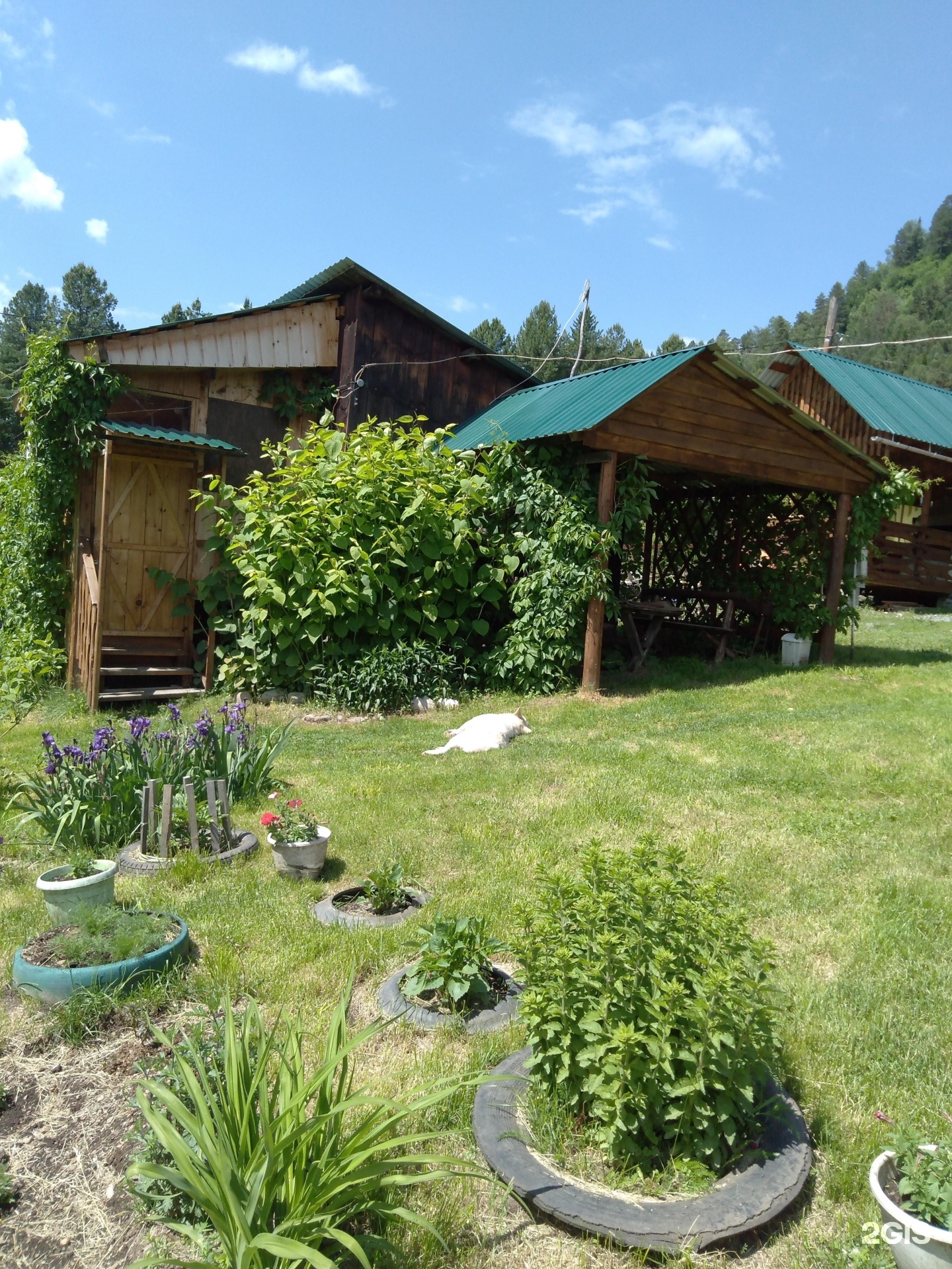 Сокол - фото 19