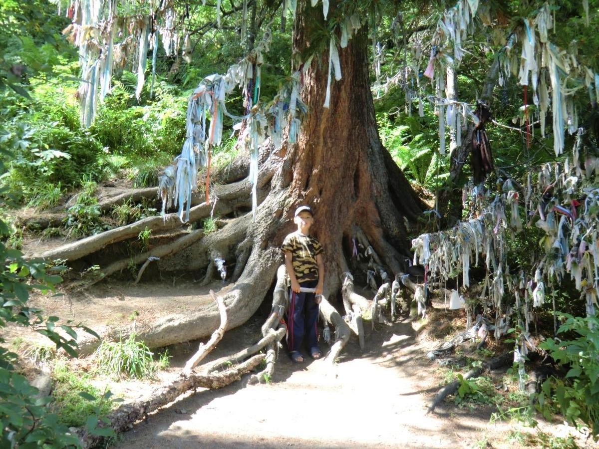 Сокол - фото 34