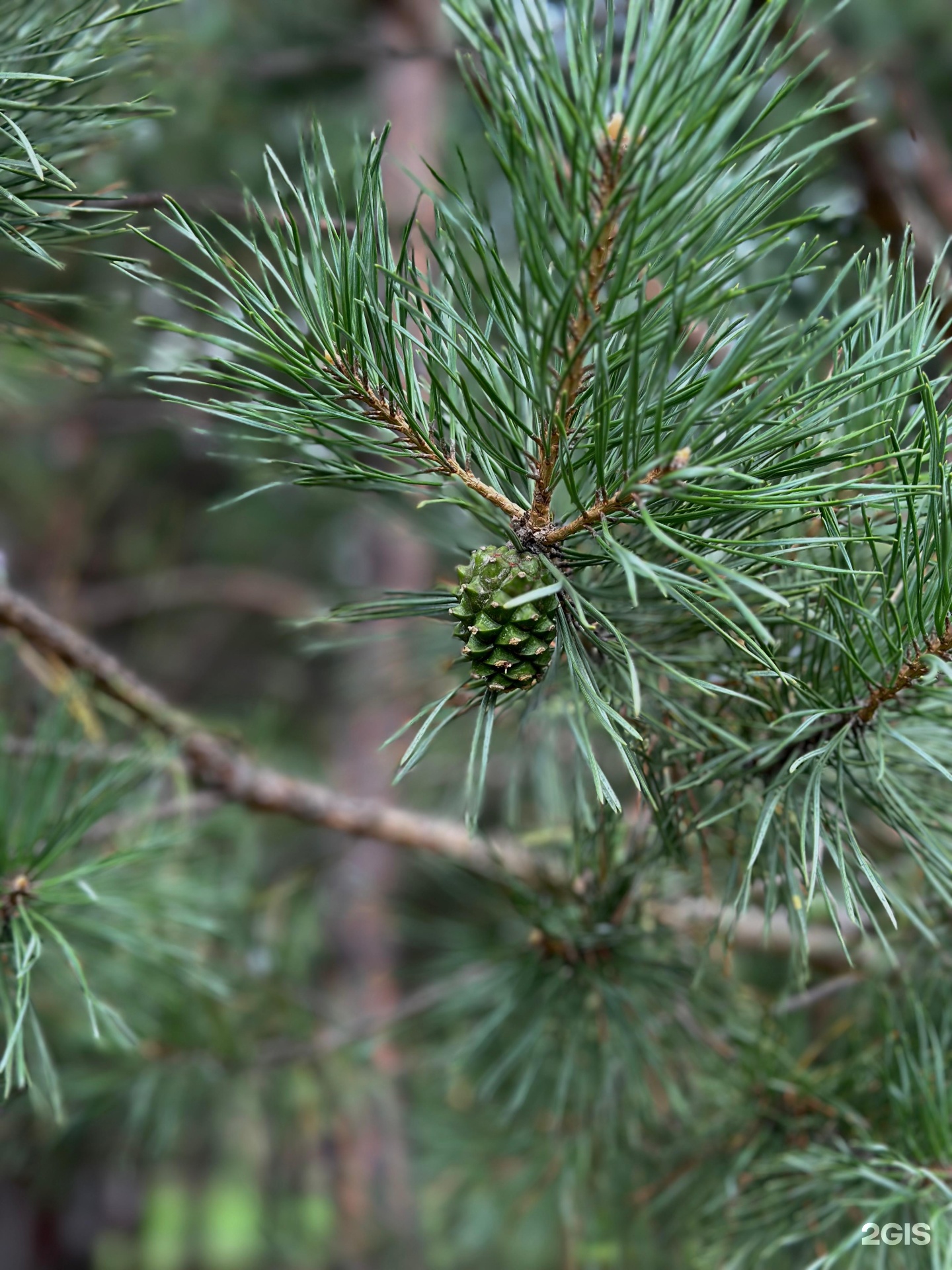 Сосновый рай - фото 27