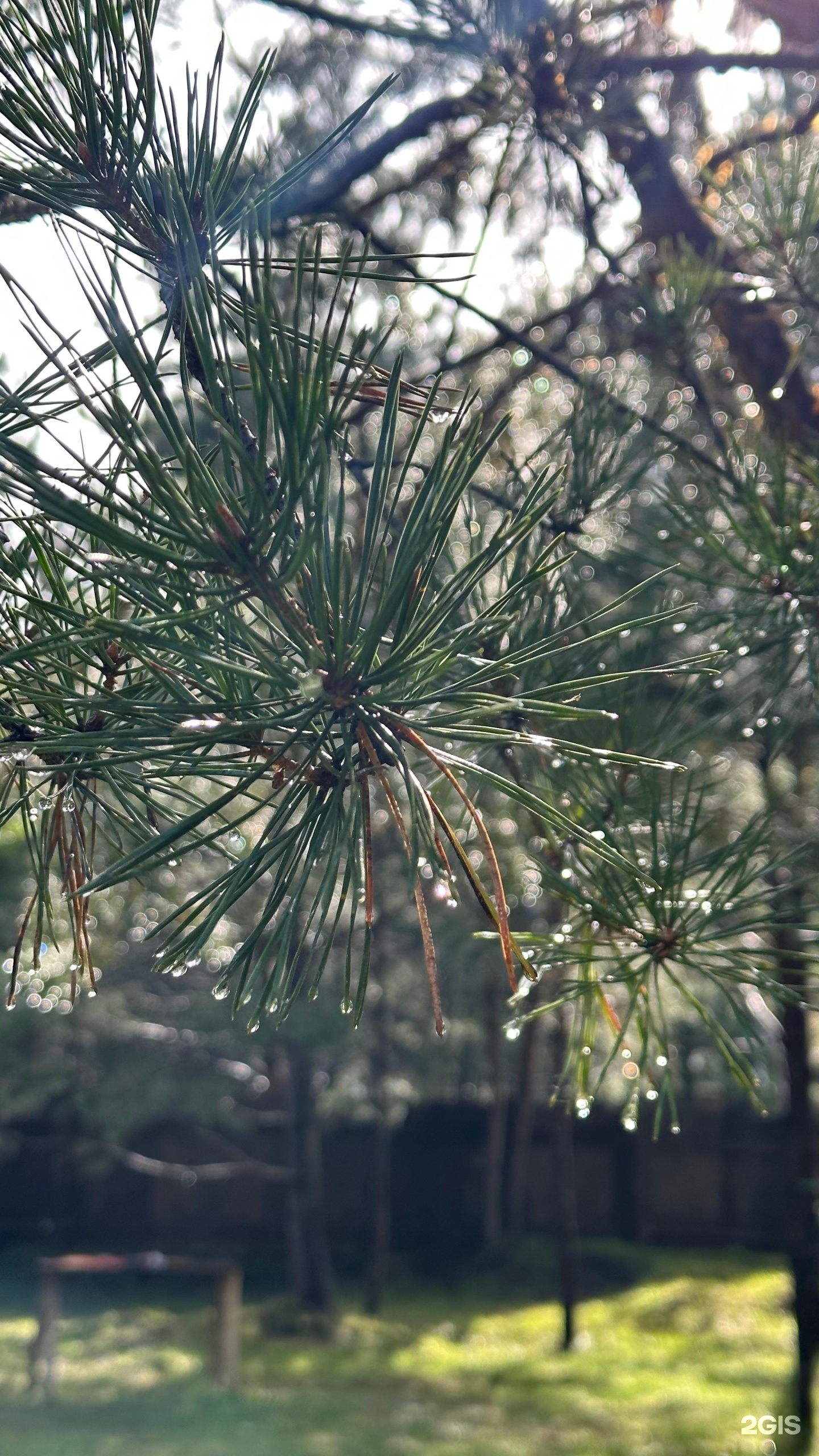 Сосновый рай - фото 28