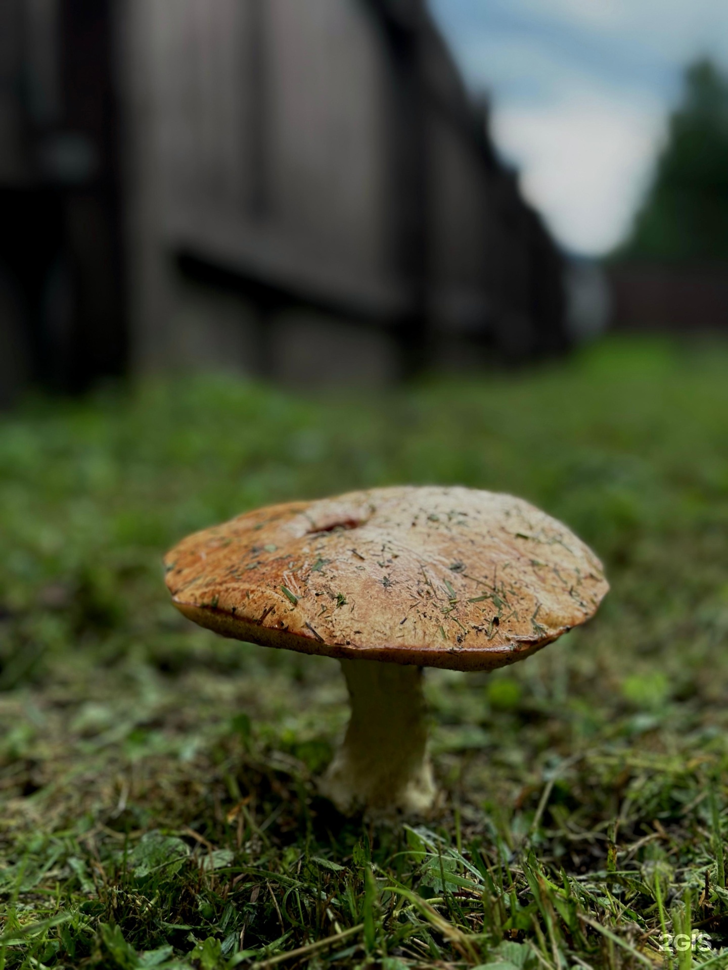 Сосновый рай - фото 30