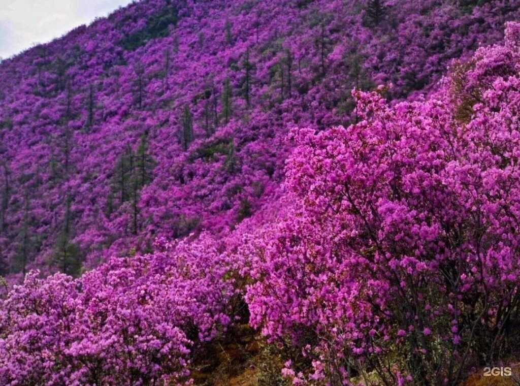 Трехместный домик - фото 2