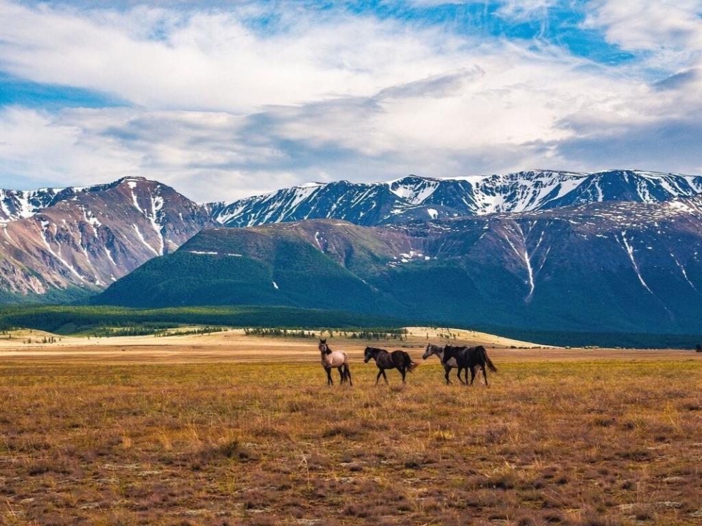 Курайская степь - фото 4