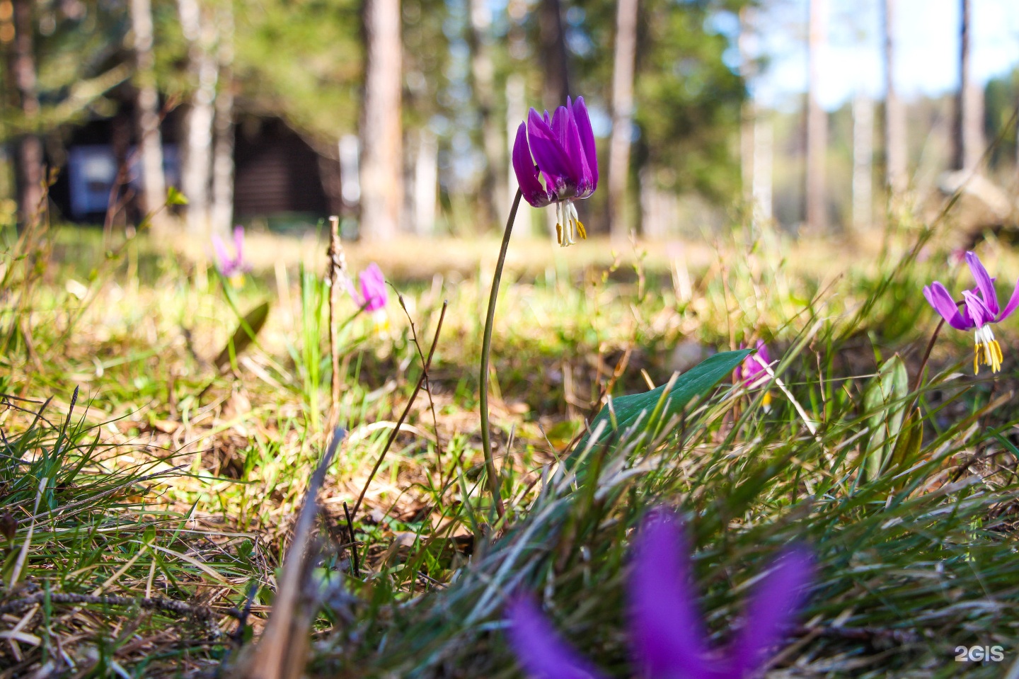 Урочище Сайкол - фото 87