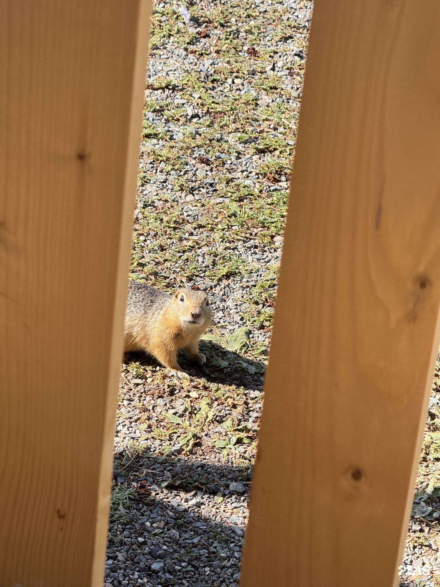 Алтай Чадыр - фото 43