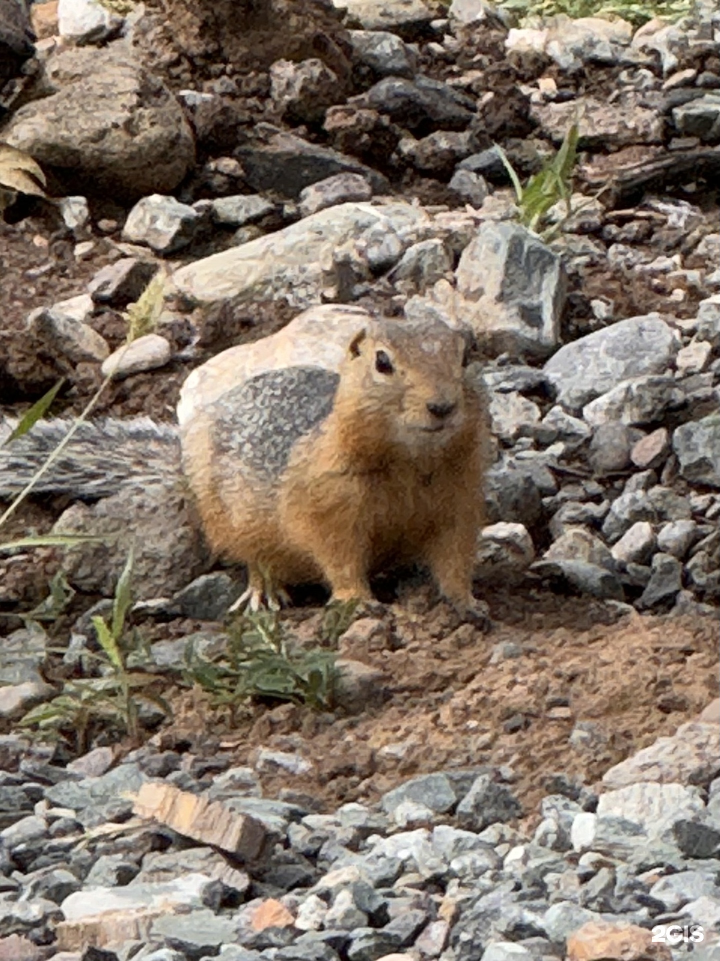 Двухместный номер с 1 двуспальной или 2 односпальными кроватями - фото 14