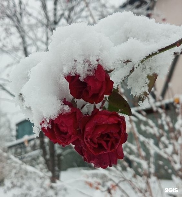 Сар-Герел Алтая - фото 18