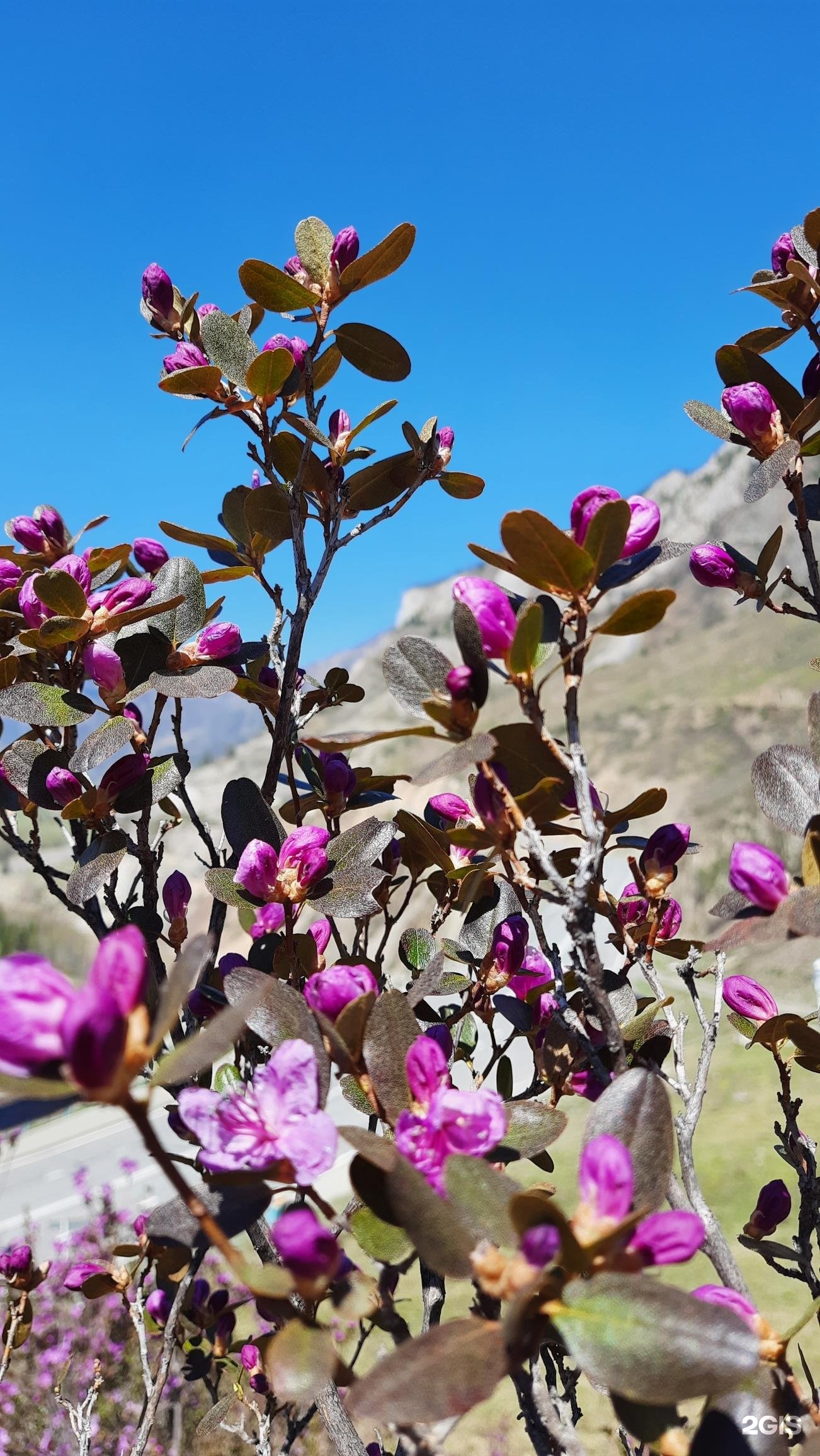 Манжерок - фото 28