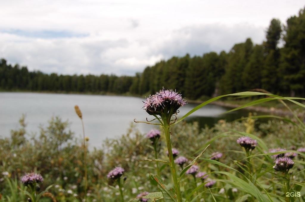 Медвежья гора в Усть-Коксе - фото 56