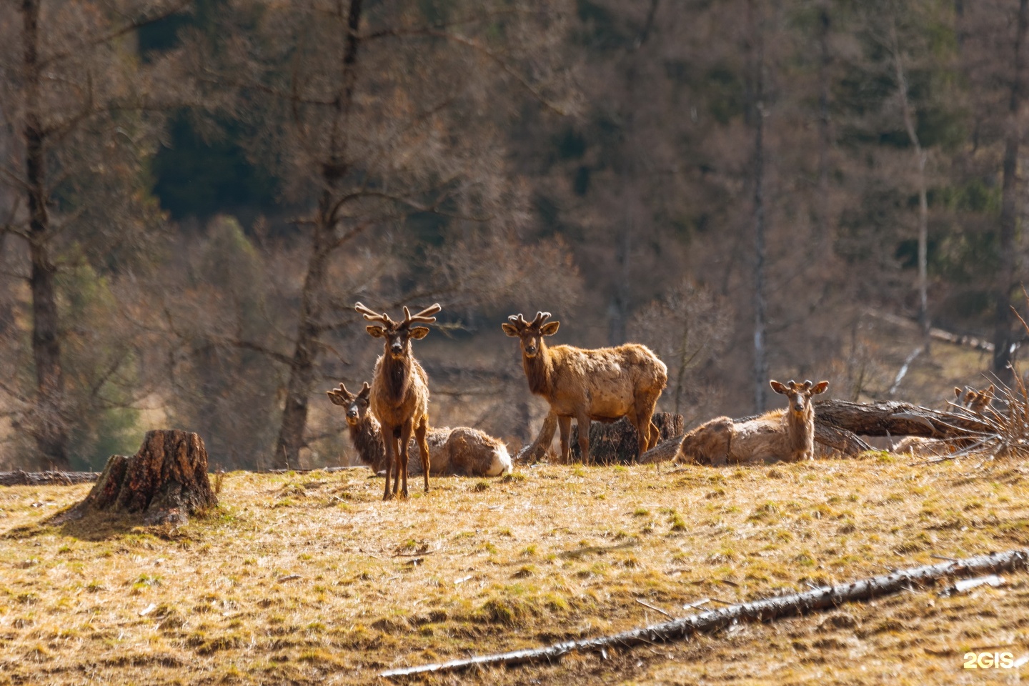 Медвежья гора в Усть-Коксе - фото 76