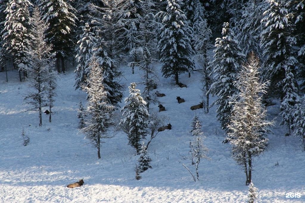 Медвежья гора в Усть-Коксе - фото 78