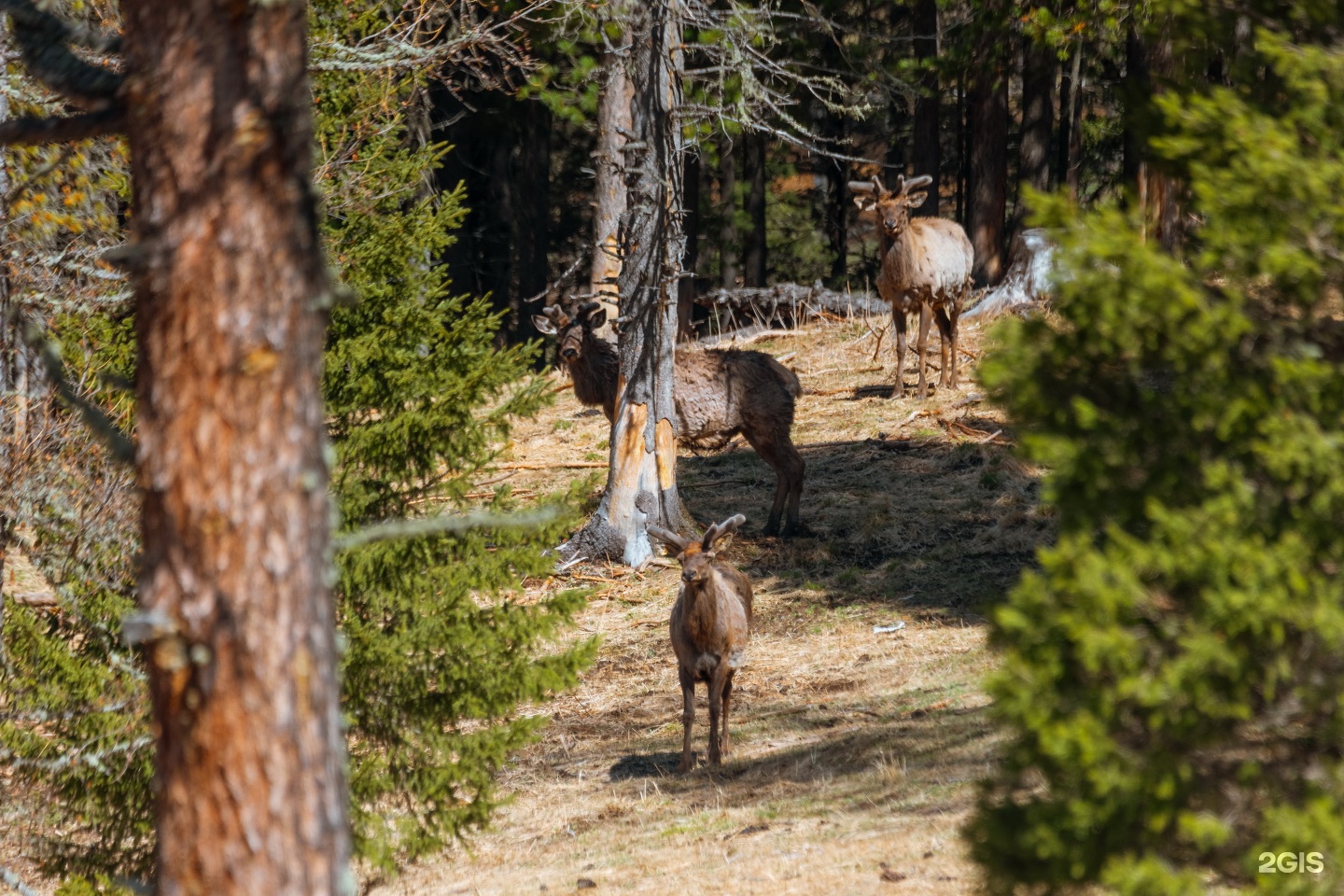 Медвежья гора в Усть-Коксе - фото 87