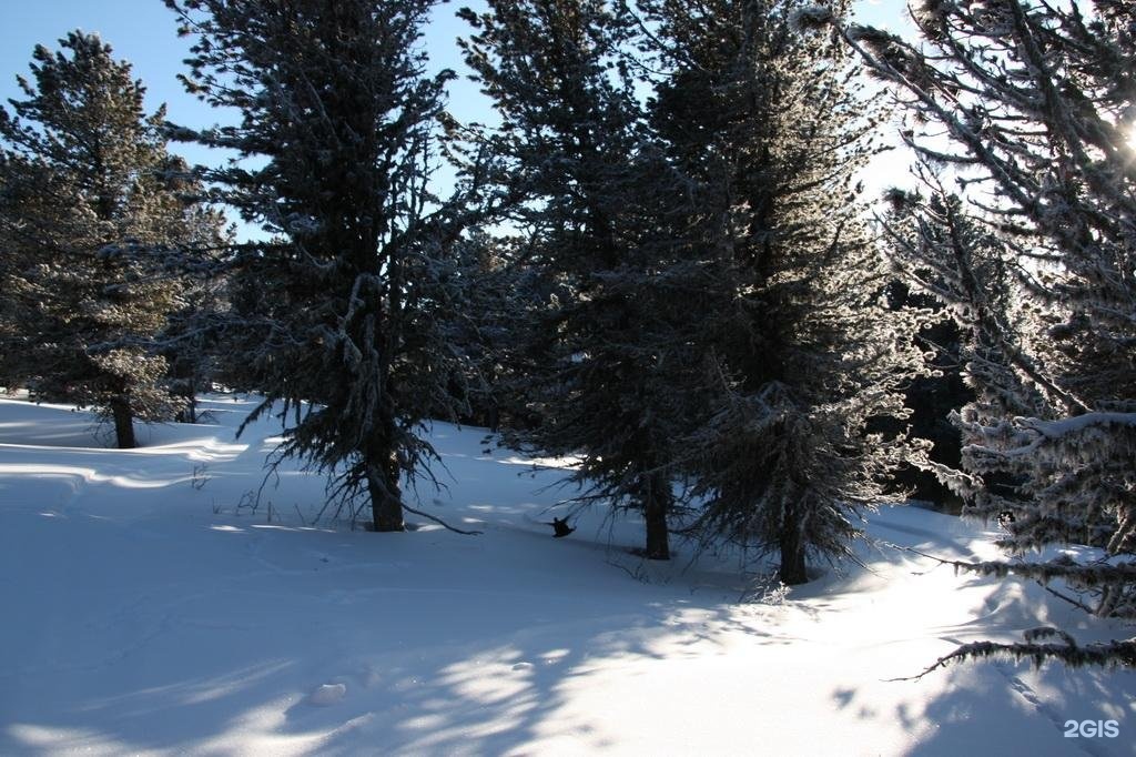 Медвежья гора в Усть-Коксе - фото 95