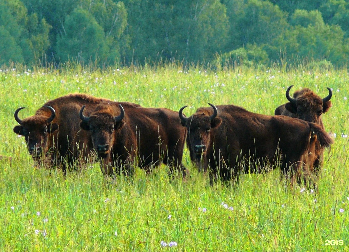 Хан Алтай - фото 18
