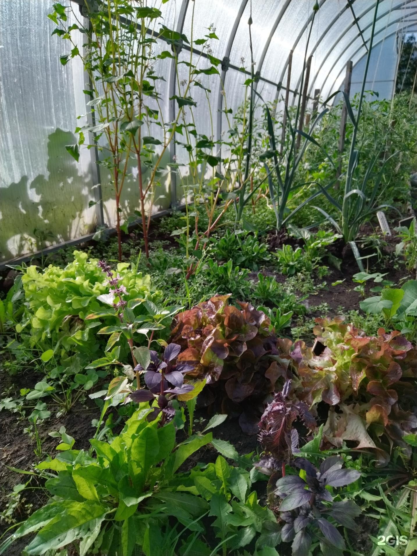 Альпийское эхо - фото 59