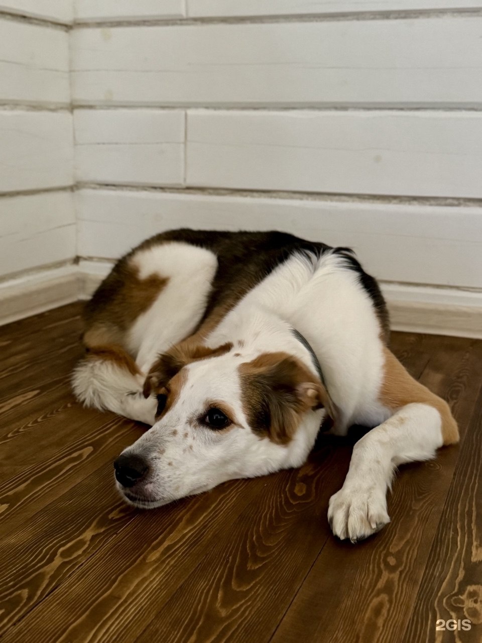 Мамонт - фото 46