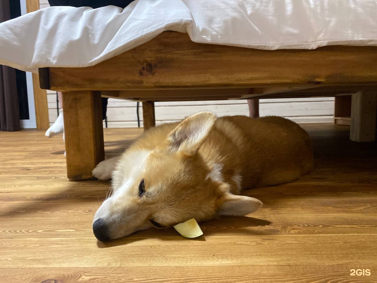 Мамонт - фото 69