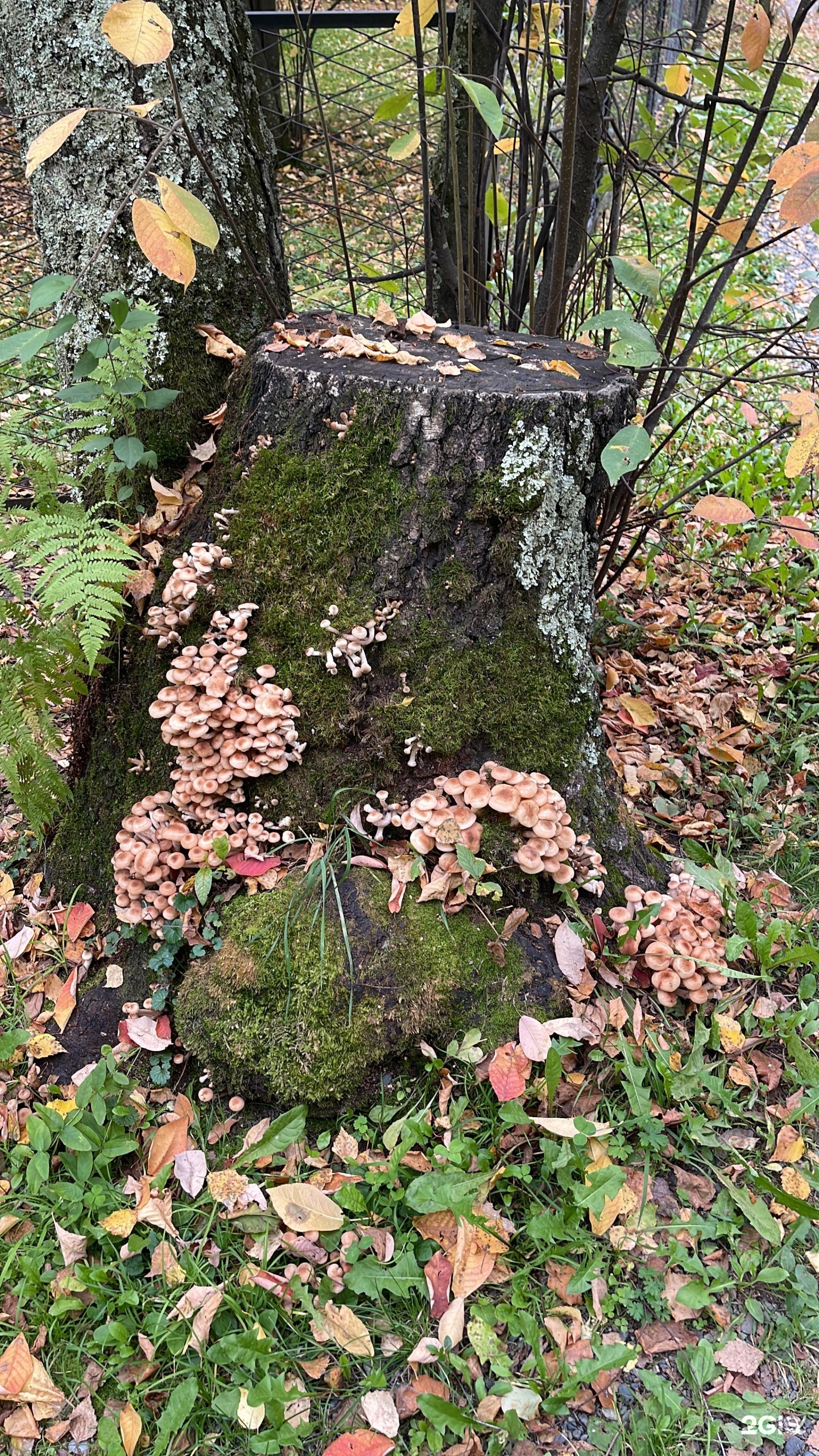 Шамбала - фото 86