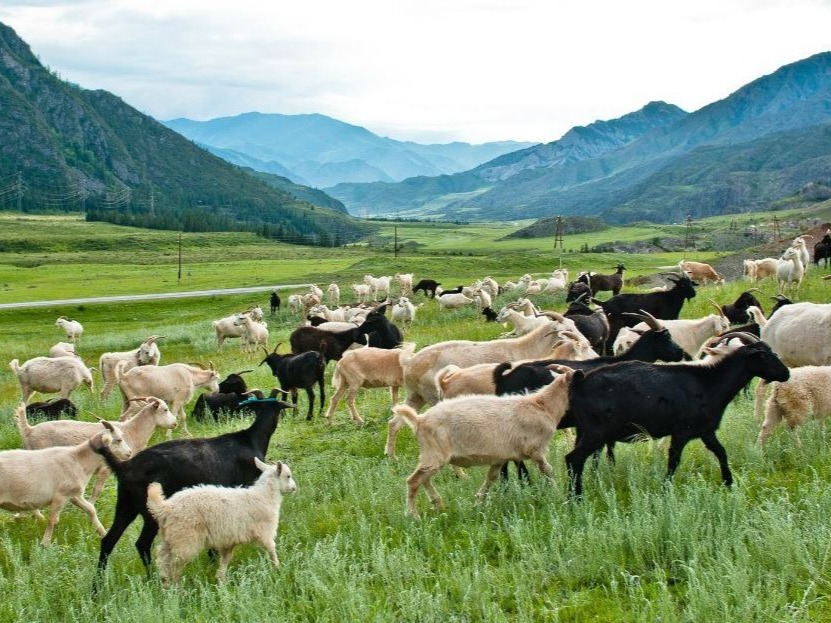 ООО "АЛТАЙТРЕВЕЛ" - фото 4