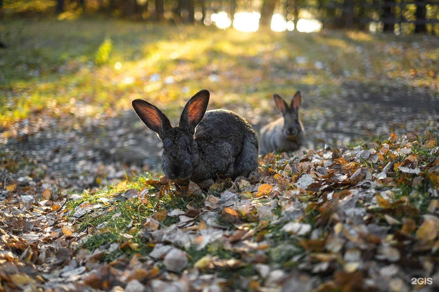Гелион - фото 103