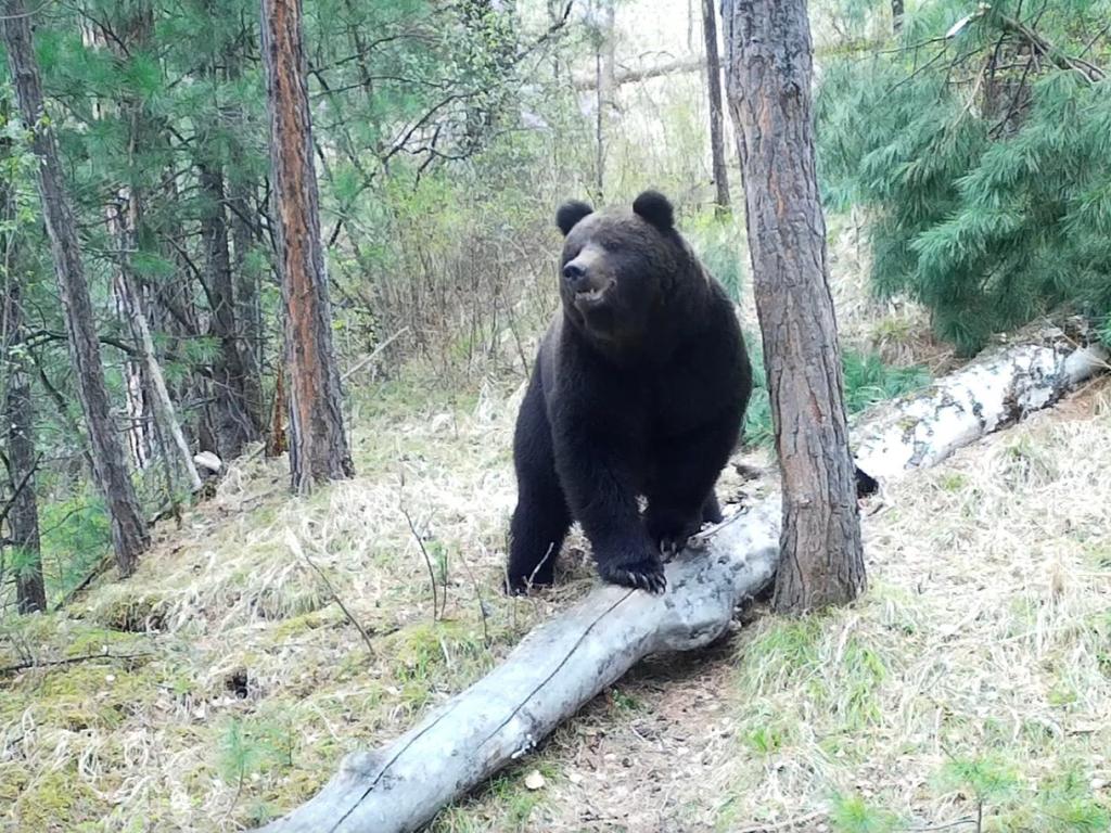 Алтайский заповедник поделился майскими сюжетами из медвежьей жизни