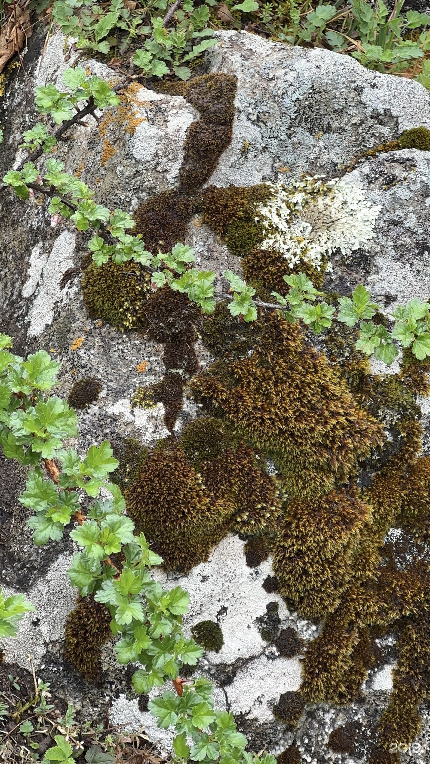 Надежда - фото 62