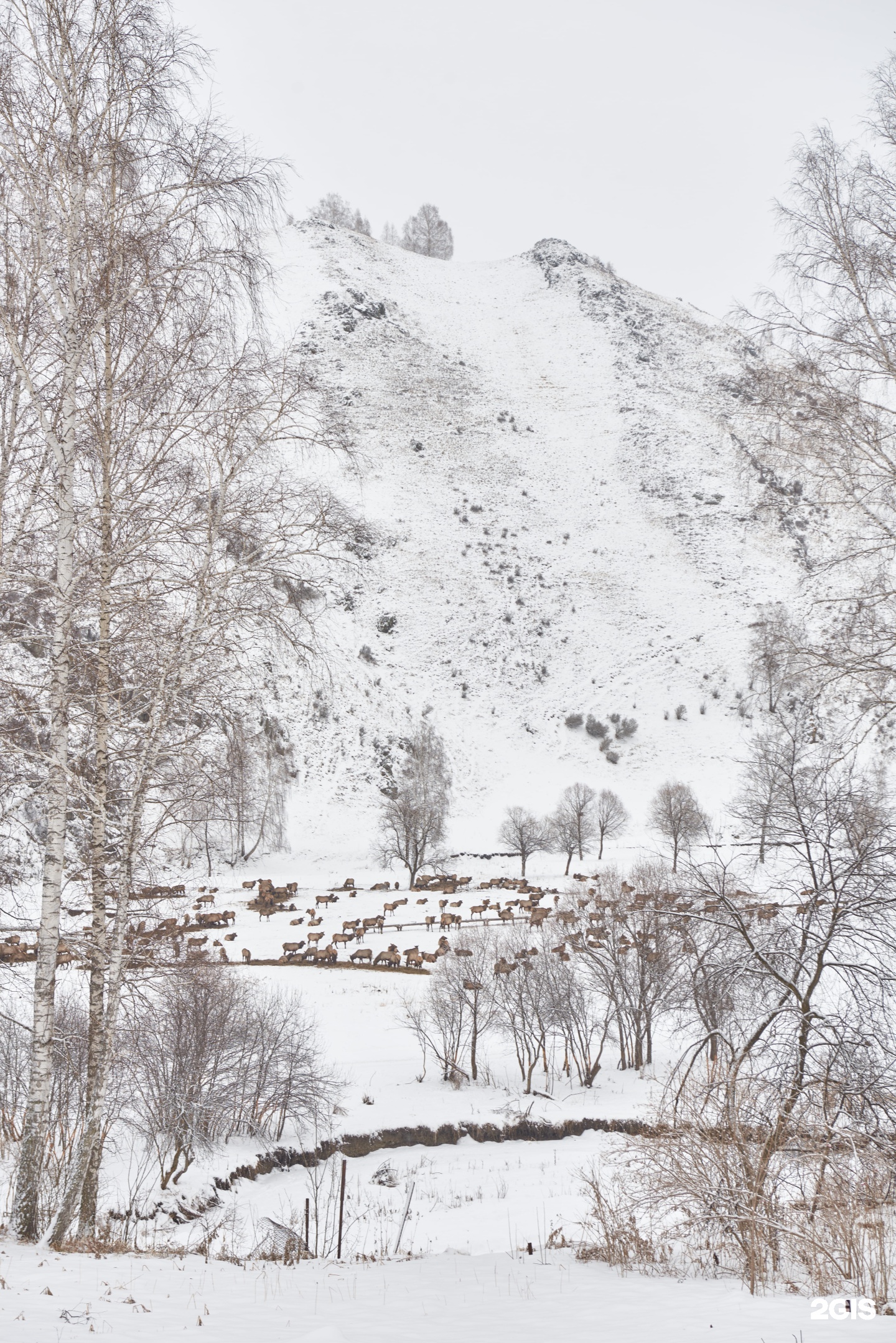 Маральник Altai Palace - фото 7